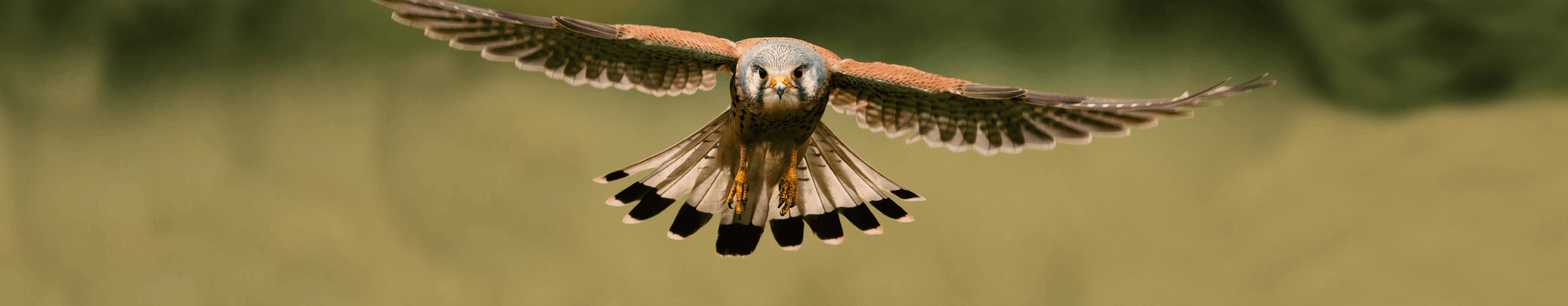GladiatorPLUS Falcon