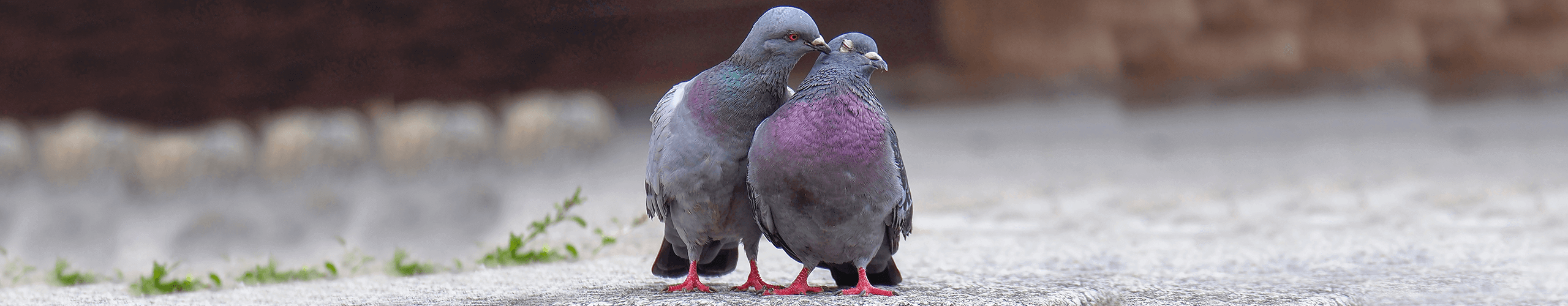 GladiatorPLUS Pigeon