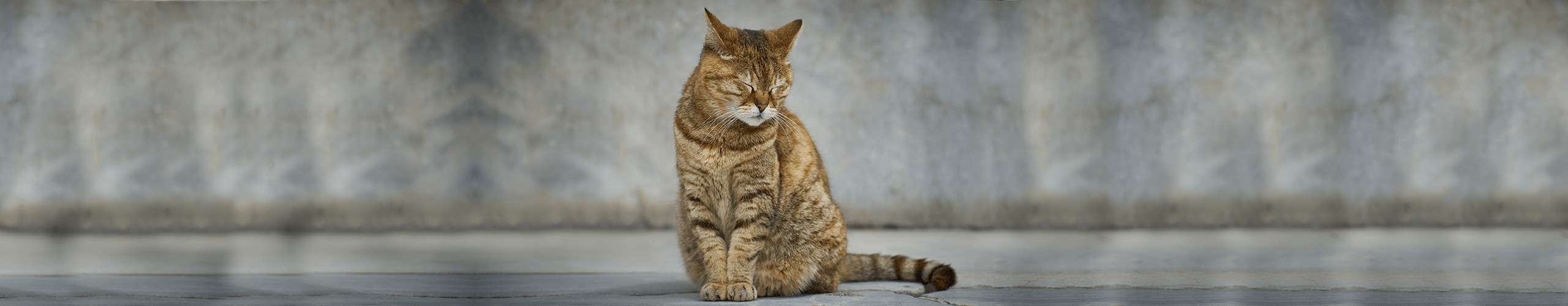 Nierenprobleme bei Katzen