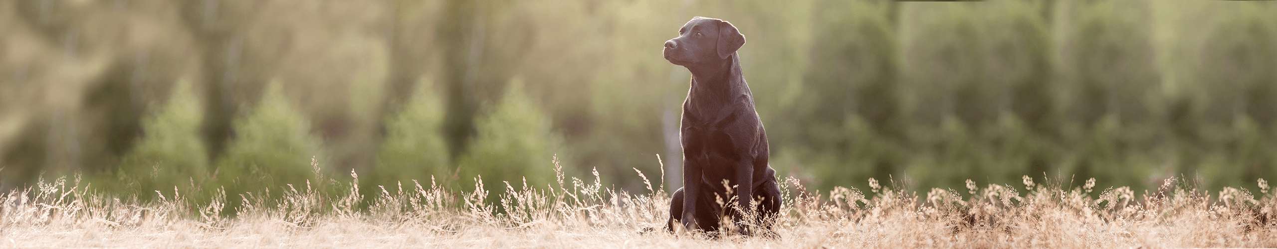 Hund Blähungen