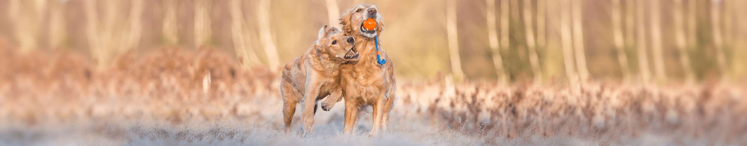 Fellwechsel Hund Herbst