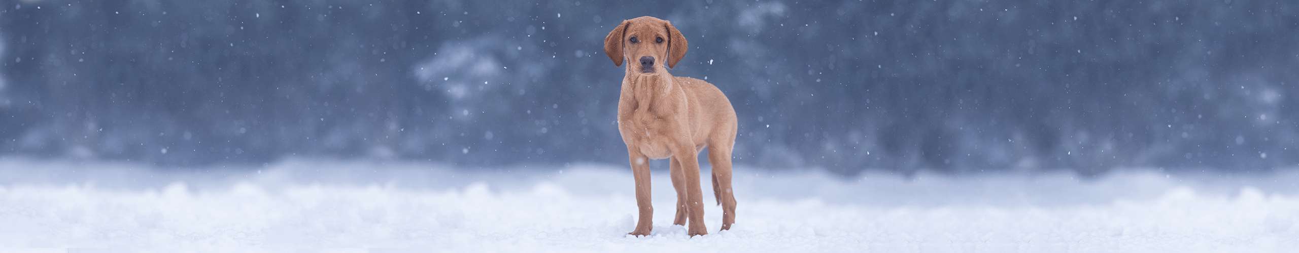 Hund Immunsystem stärken