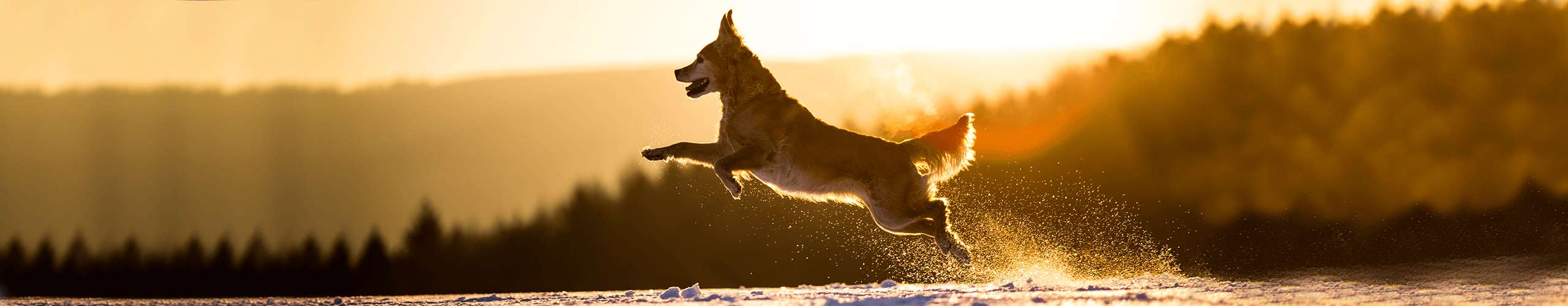 Hund Immunsystem stärken