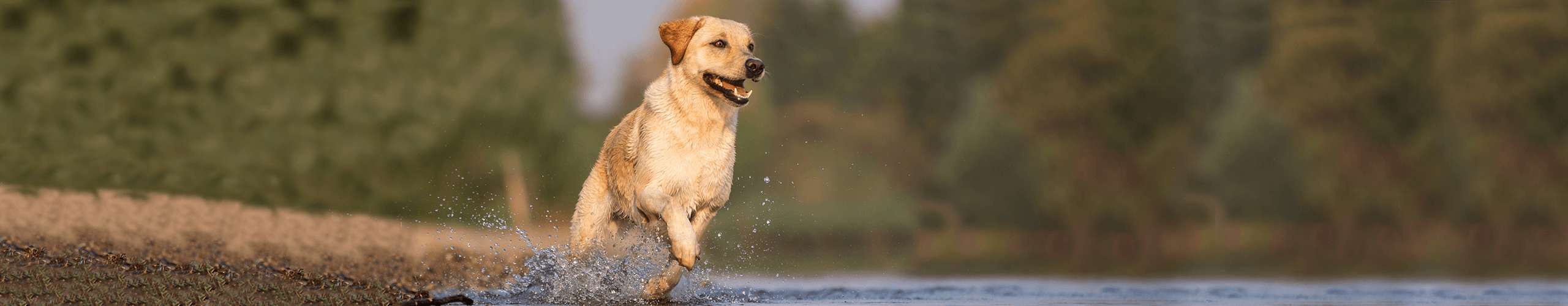 Hundesport gesunder Körper