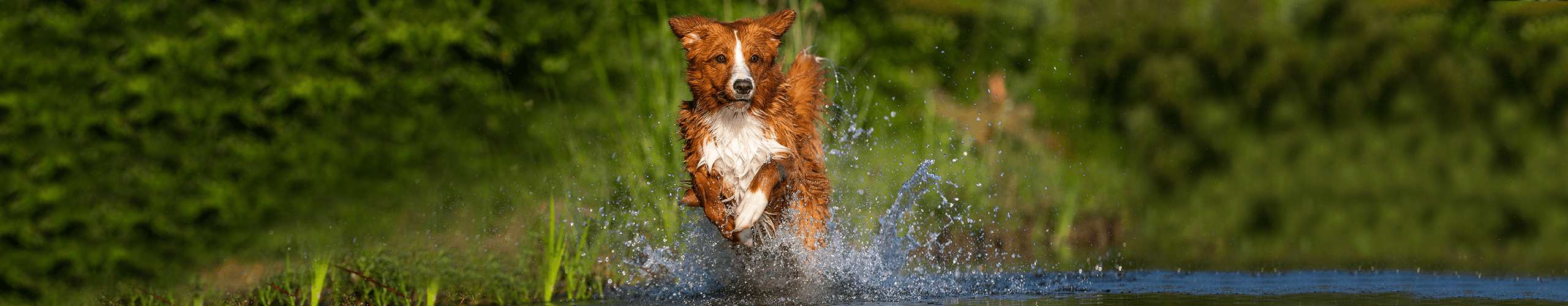 Hund Sommer Reise Stress