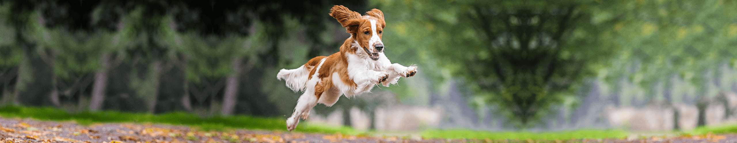 Hund Motivation fit gesund