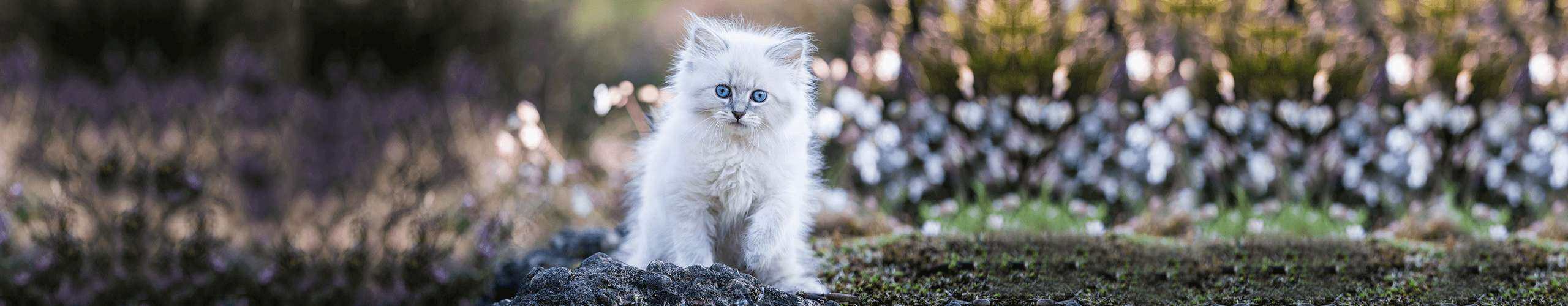 Blasenentzündungen und Harnkristalle betreffen vor allem jüngere Katzen