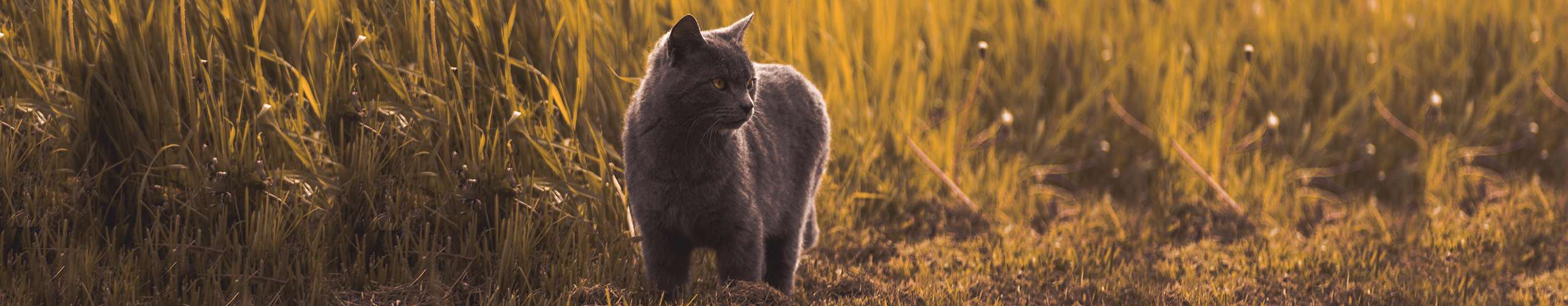 Katze Parasiten Zecken Flöhe