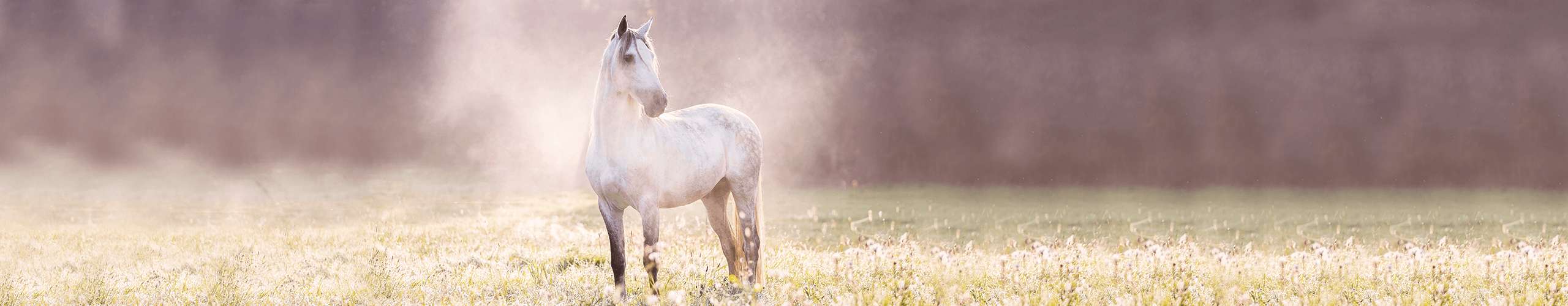 Die häufigste Hormonstörung bei Pferden