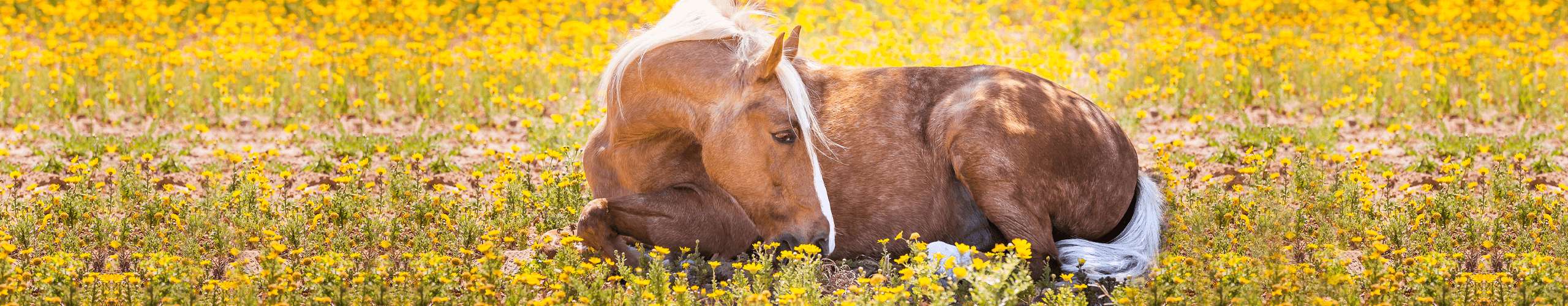 Pferd Borreliose