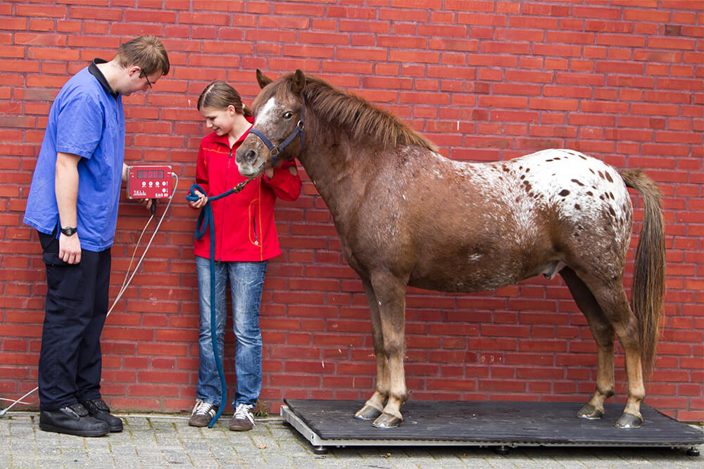 Gewichtskontrolle_Rehe_1_