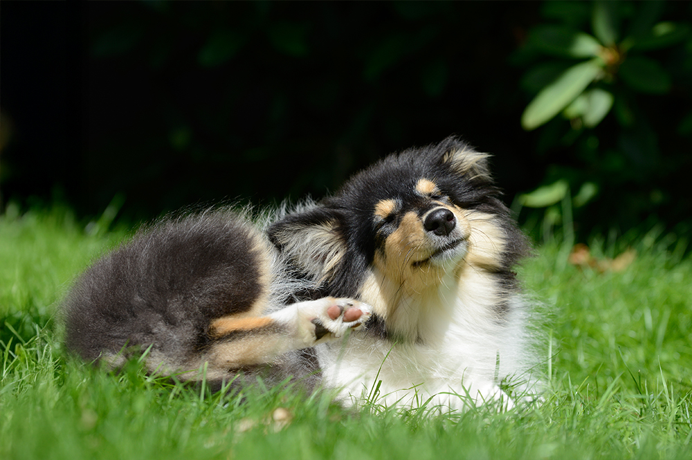 Hund_kratzt_sich_2
