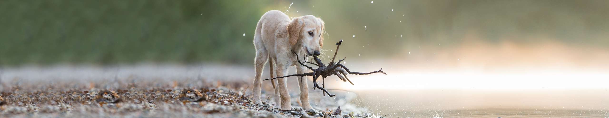 Wie bei einem Magen-Darm-Infekt beim Hund die Milieufütterung zur Genesung beitragen kann