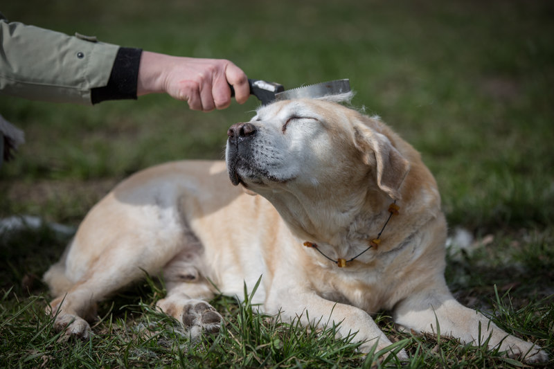 Hund Fellwechsel Haare