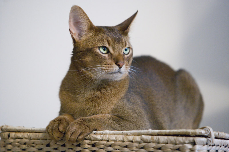 Katze Schilddrüsenüberfunktion Alter