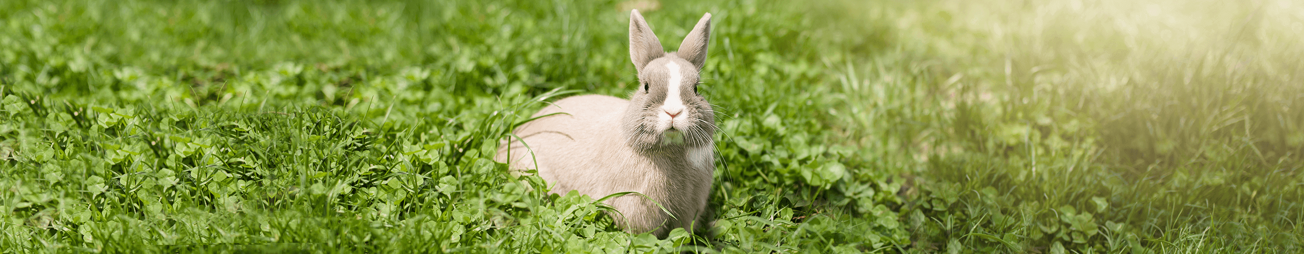 Fütterungsempfehlung für Heimtiere