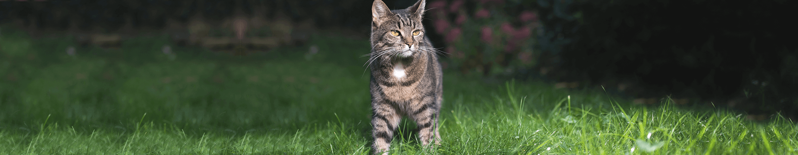 Fütterungsempfehlung für Katzen