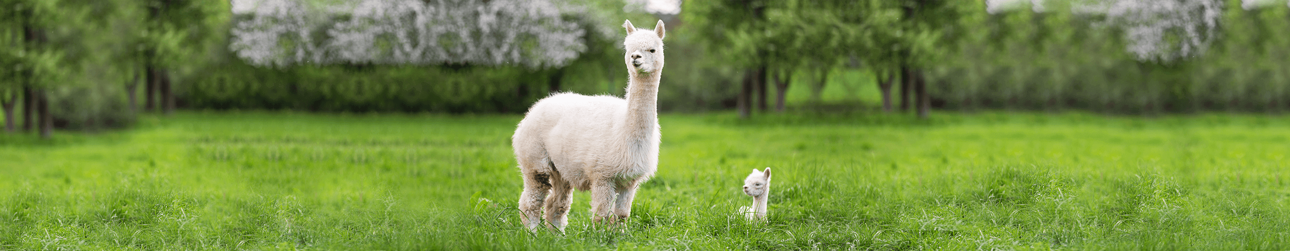 Fütterungsempfehlung für Tiere