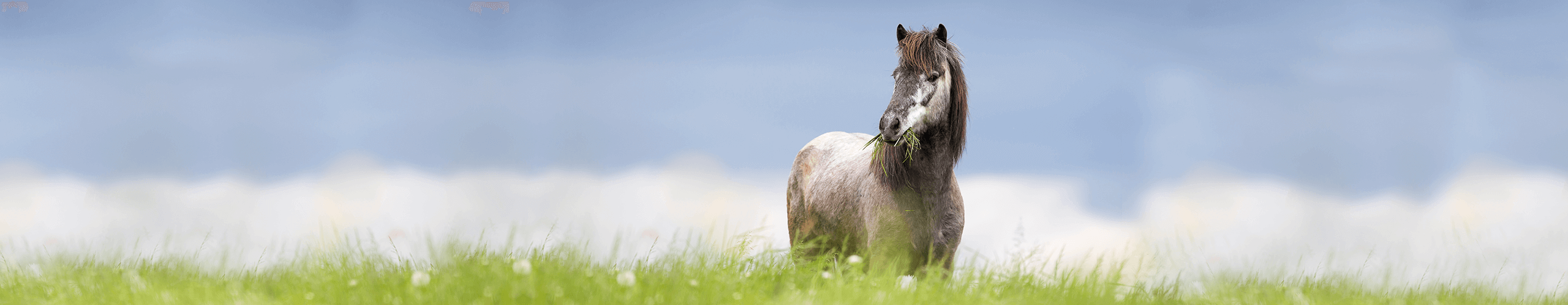 Feeding recommendation for horses