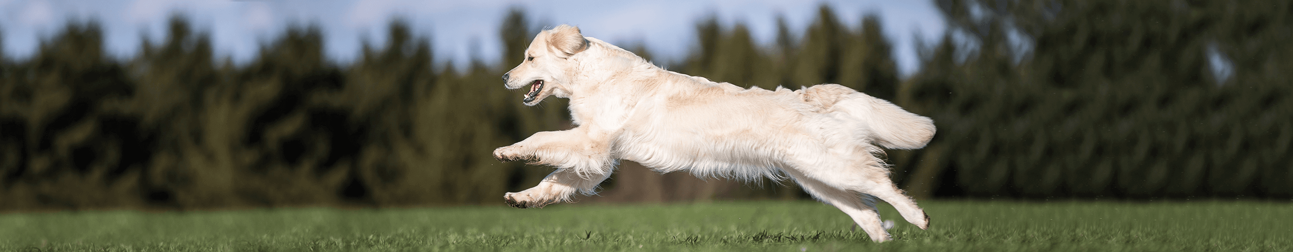 ZELLmilieu2 Hund