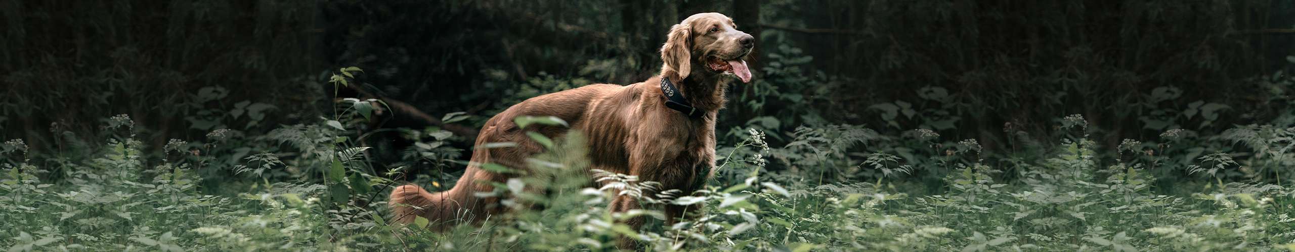 Wenn der Hund einfach nicht zunimmt