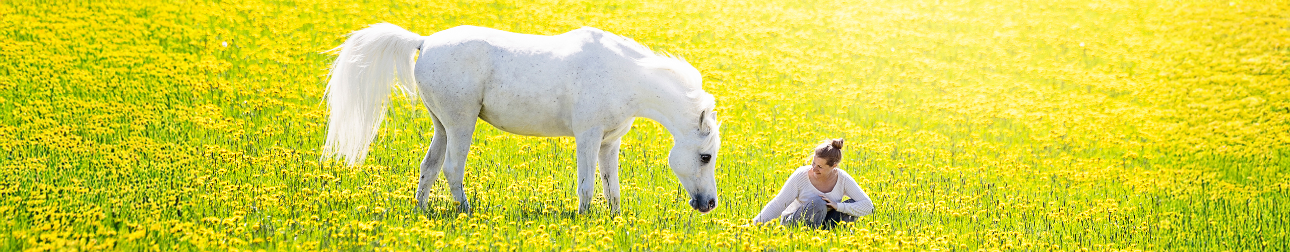 Appetitlosigkeit beim Pferd