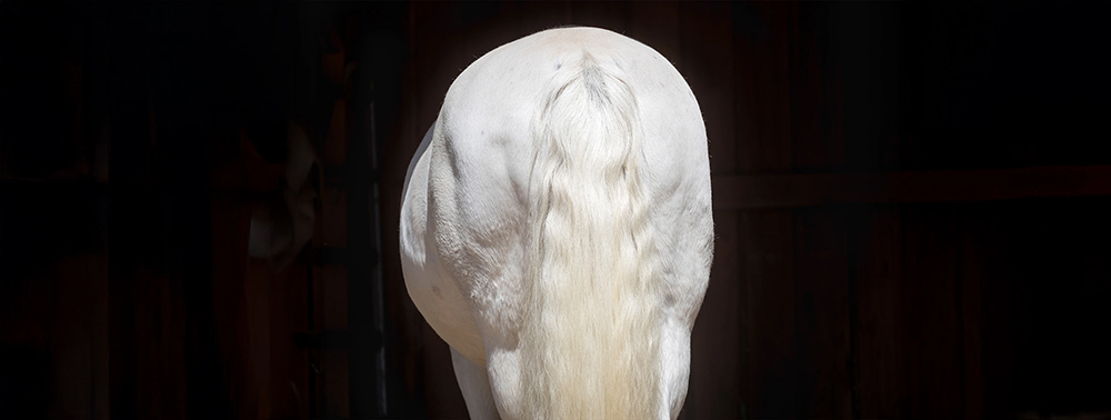 Special - EMS beim Pferd