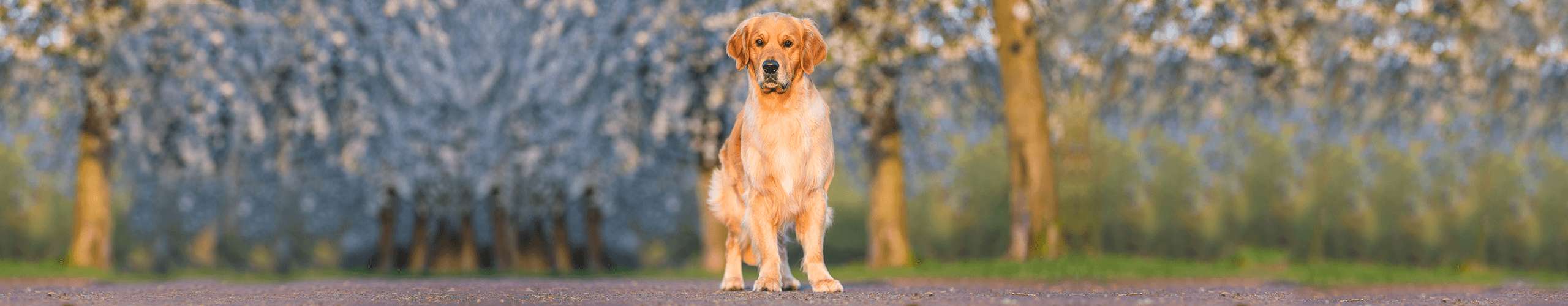 Erbrechen beim Hund