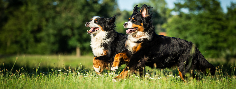 Die beste Fellpflege beginnt innen
