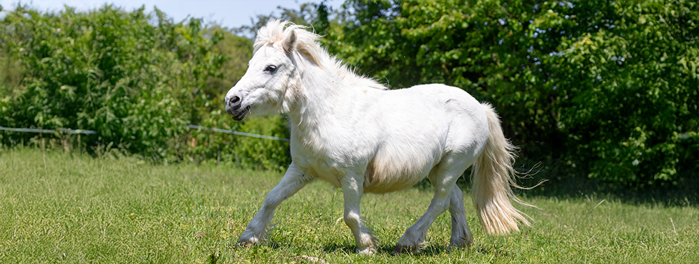 Die häufigste Hormonstörung bei Pferden