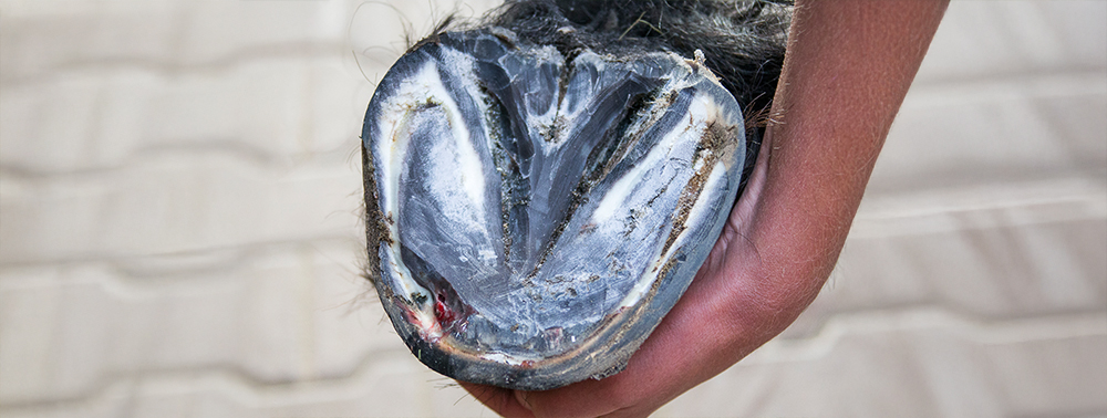 Richtig behandeln und vorbeugen