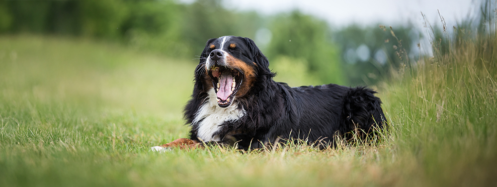 Ein Symptom, das konkrete Diagnostik erfordert