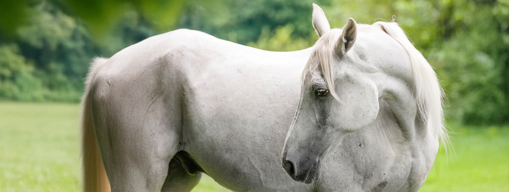 Wenn der Körper nicht mehr richtig entgiftet