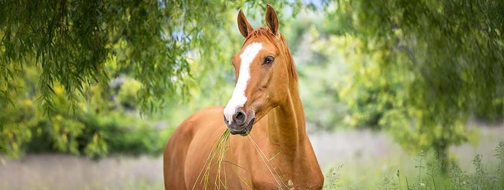 Eine kranke Leber bleibt oft lange unerkannt 
