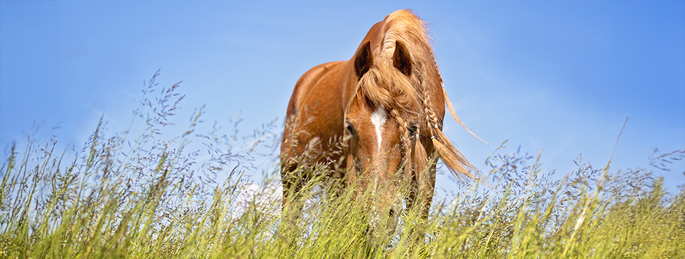 Ein starkes Immunsystem ist der beste Schutz