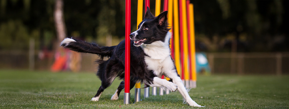 Hunde im Sport optimal unterstützen