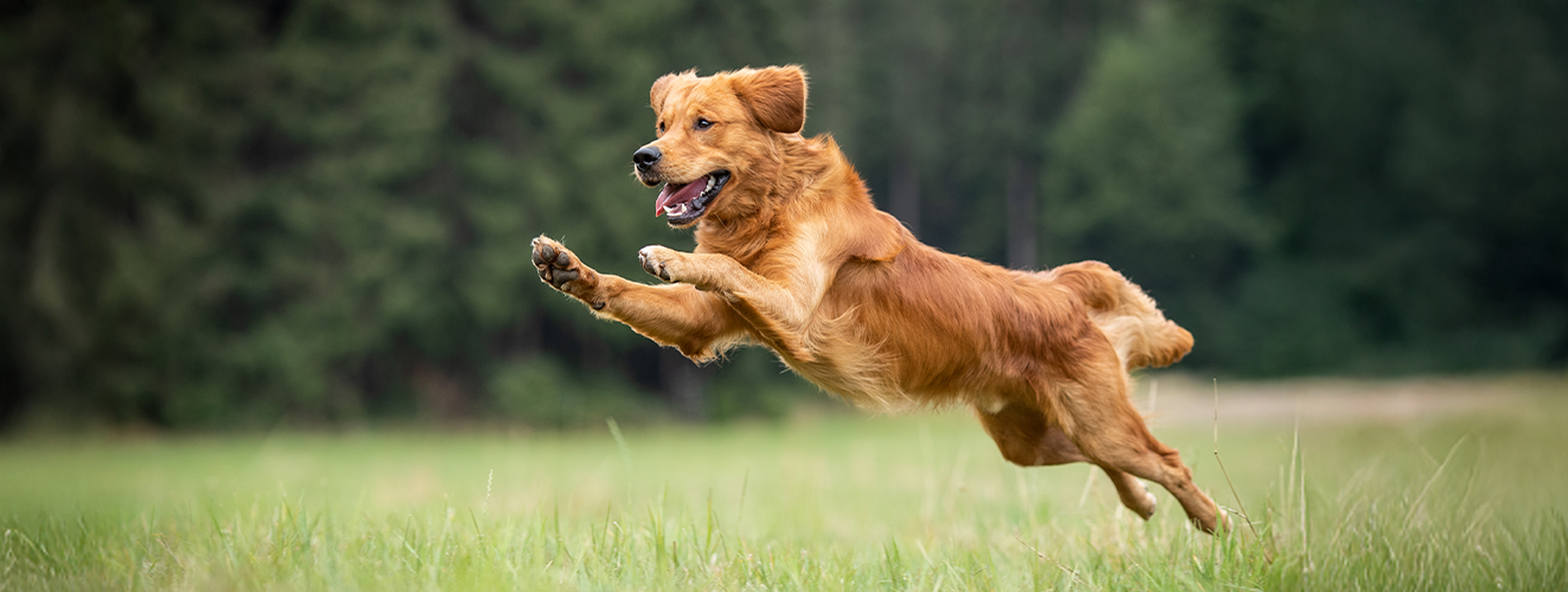 Was dein Hund jetzt wirklich braucht