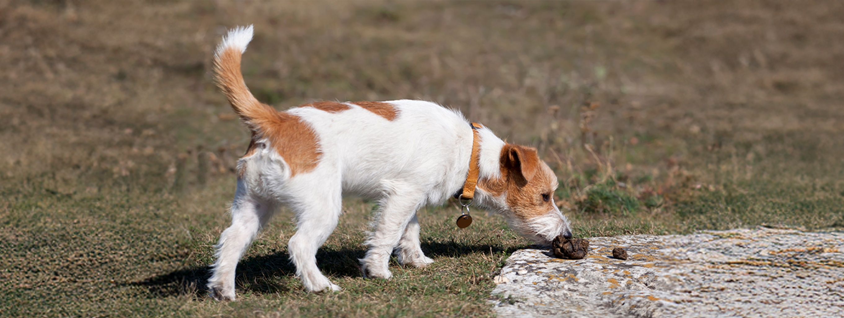 Giardien beim Hund