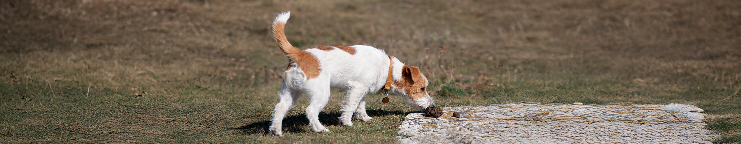 Giardien beim Hund
