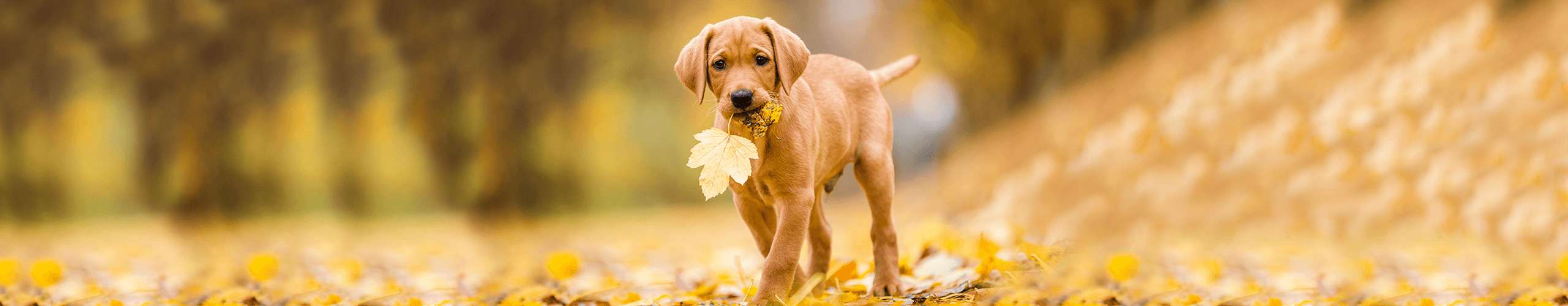 Goldener Hundeherbst