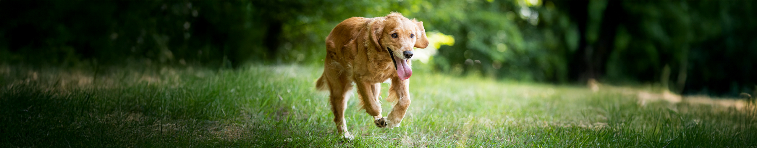 Hundstage wegen Hitze?