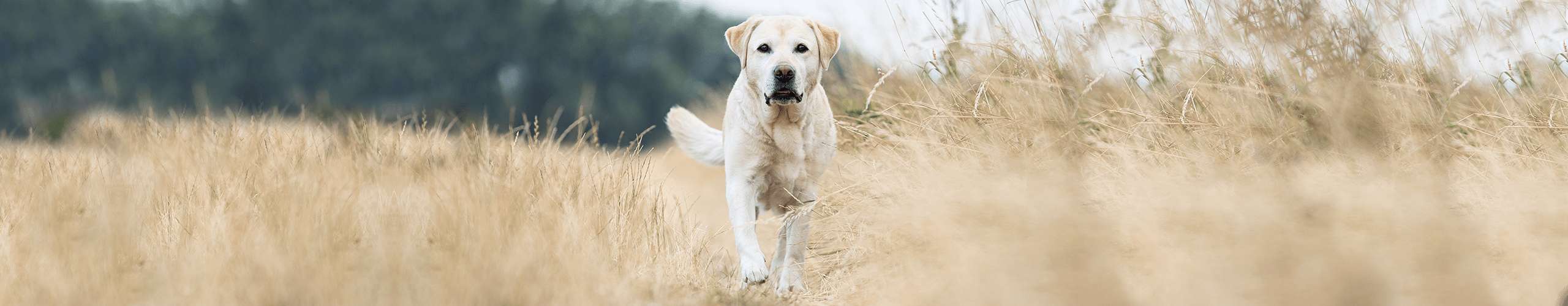 Hund Hotspot Haut