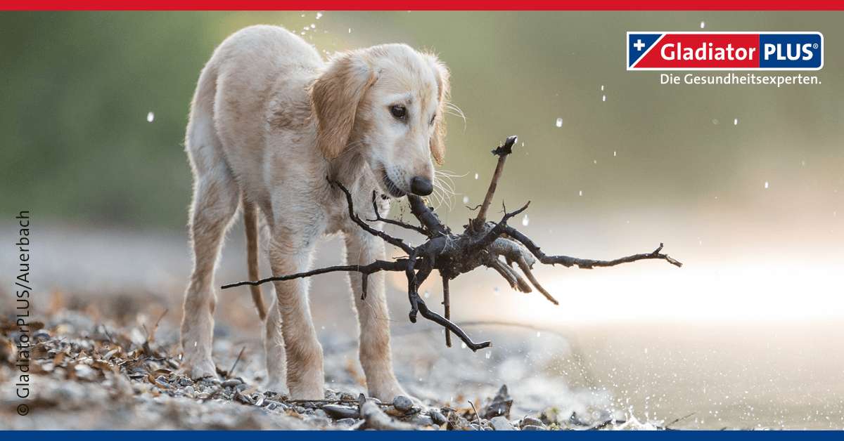 Magen-Darm-Infekte beim Hund erkennen und behandeln