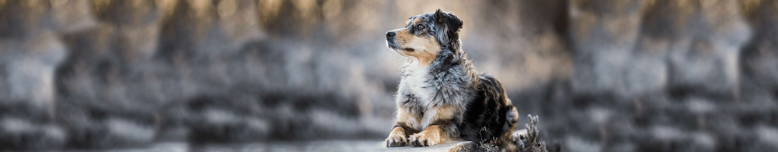 Hund Übersäuerung