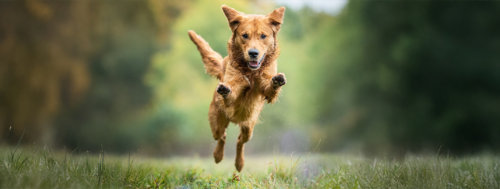 Was ist die beste Gesundheitsprävention?