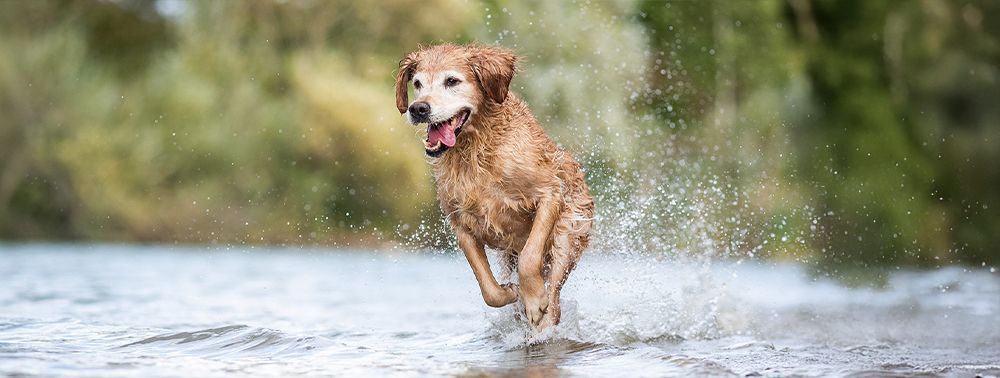 Das Körpermilieu: Ein wahrer Jungbrunnen!