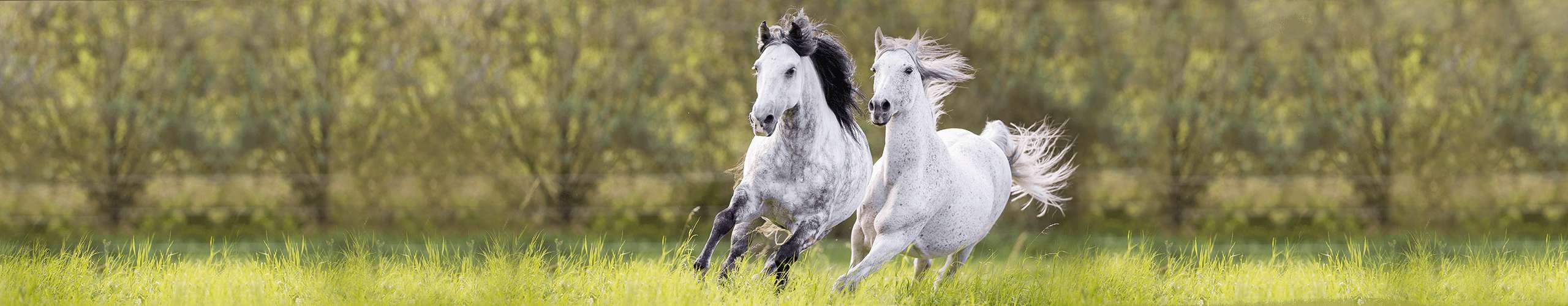 Pferd Immunsystem stärken