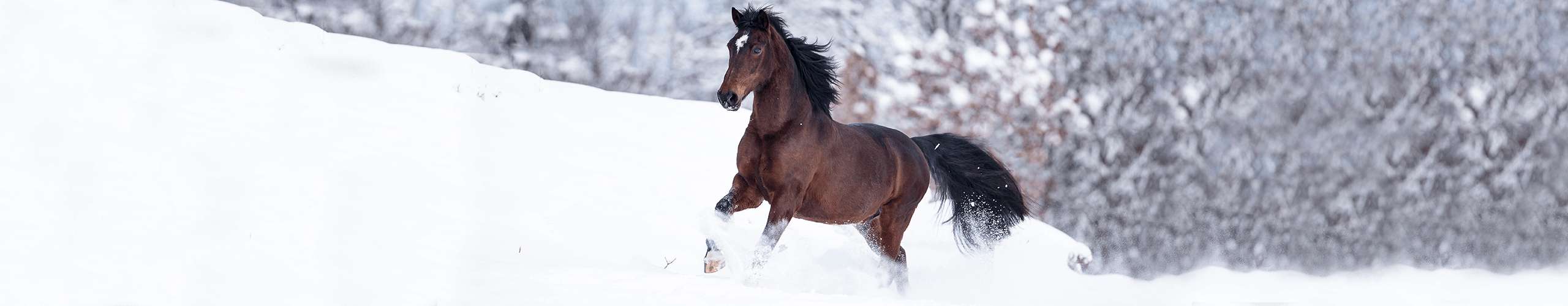 Pferd Atemwege Winter