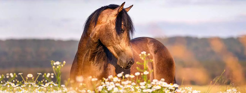 Den Pferdekörper verstehen