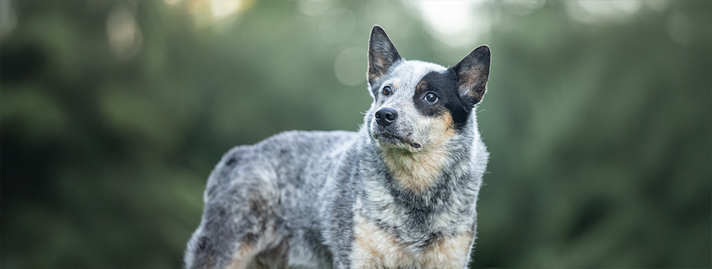 Was tun bei Durchfall oder Verstopfung?